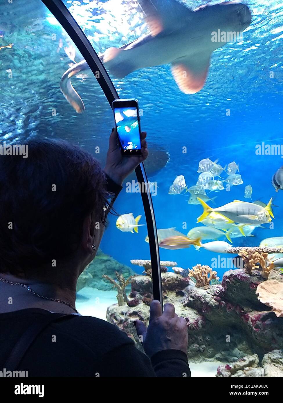 Donna fotografie un grande pesce in un acquario su uno smartphone Foto Stock
