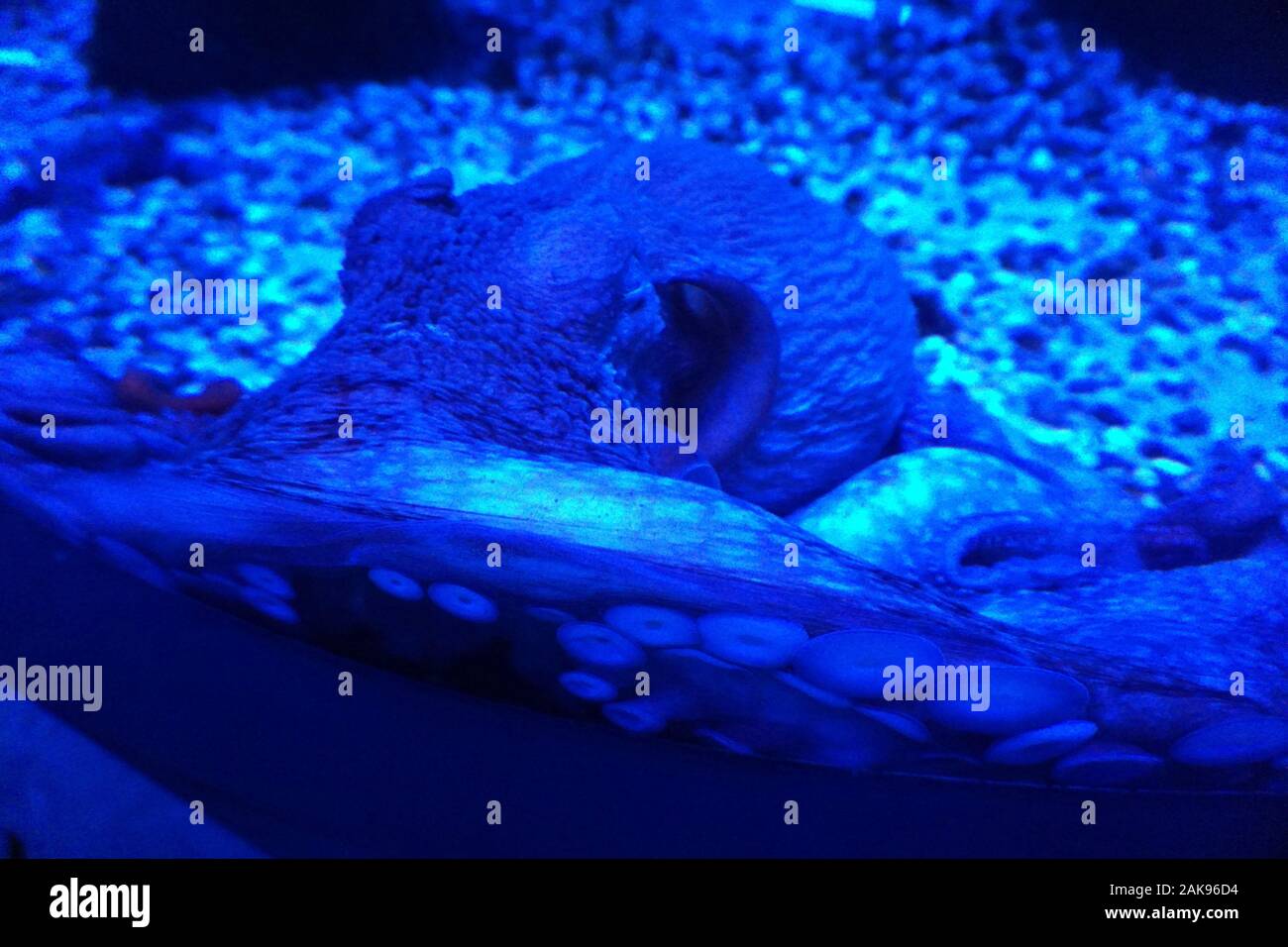 Grande polpo con orecchie e i tentacoli è il nuoto Foto Stock