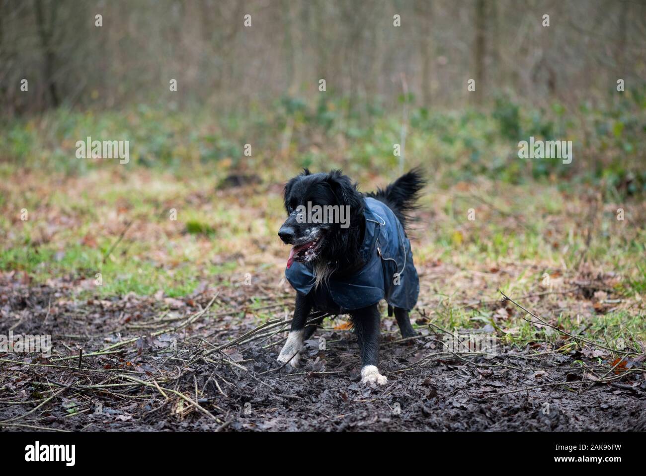 Cane che gioca nei boschi con cappotto invernale Foto Stock