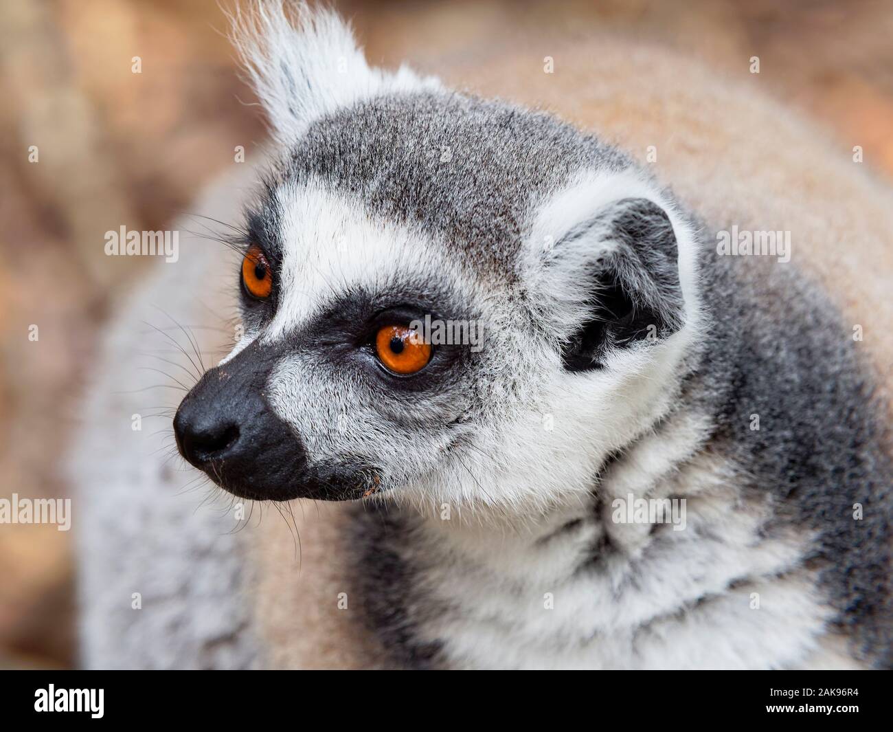 Close up ritratto di un luminoso eyed Ring Tailed Lemur guardando a sinistra Foto Stock