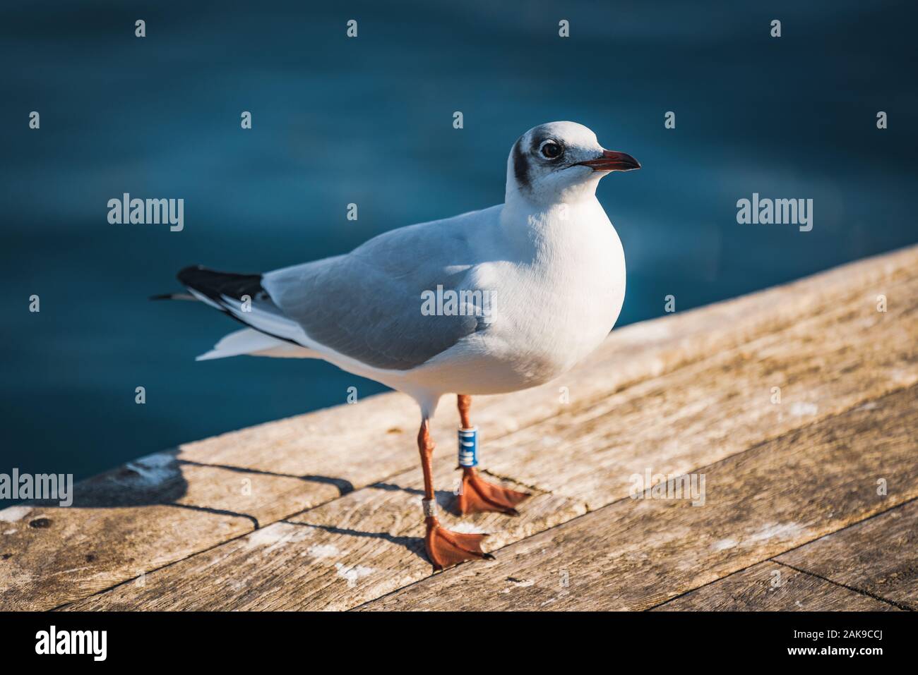 Piccolo esemplare di gabbiano a testa nera nel suo piumaggio invernale. Foto Stock