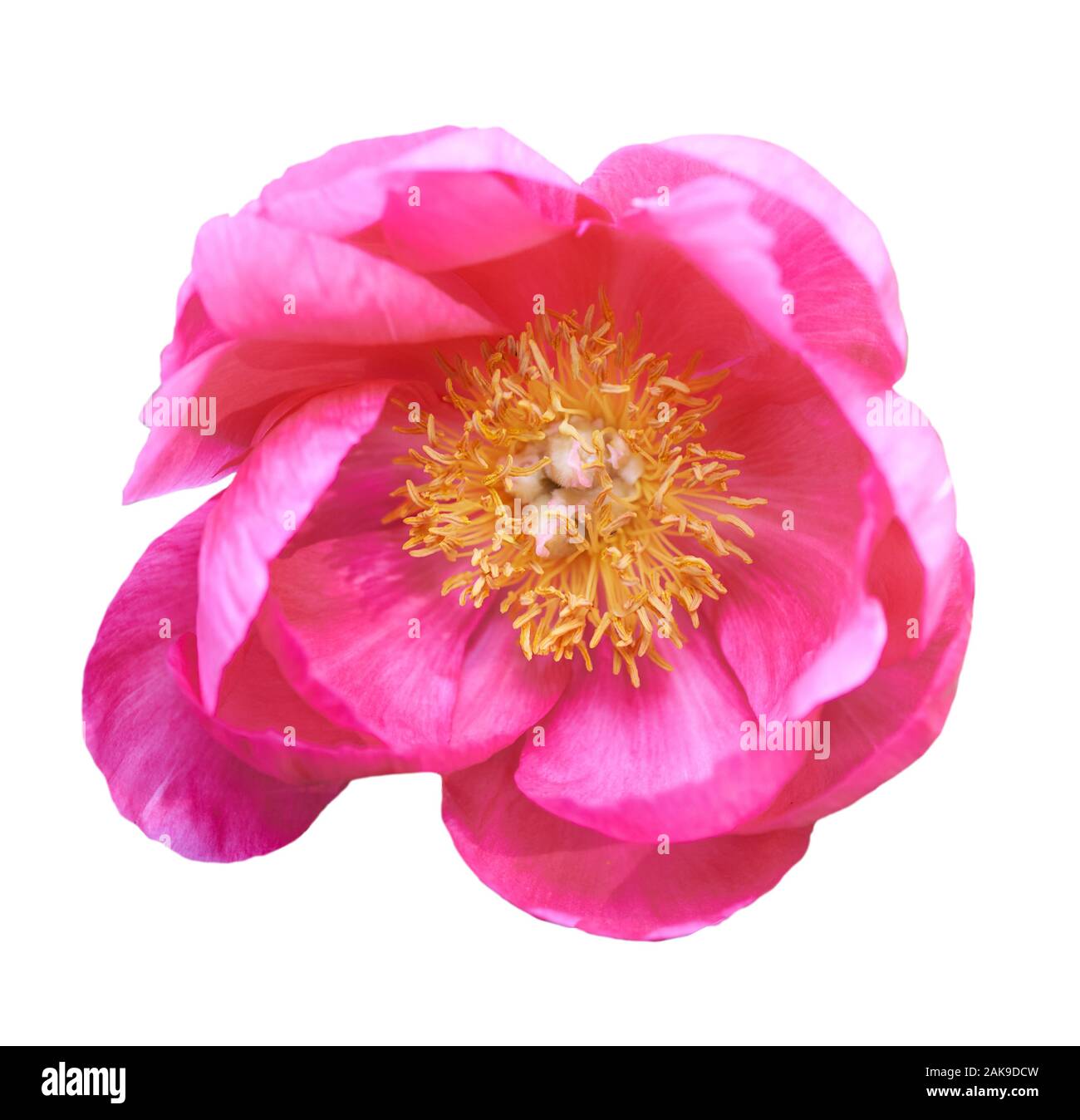 Splendida peonia fiore su sfondo bianco. Fiore rosa isolato. Foto Stock