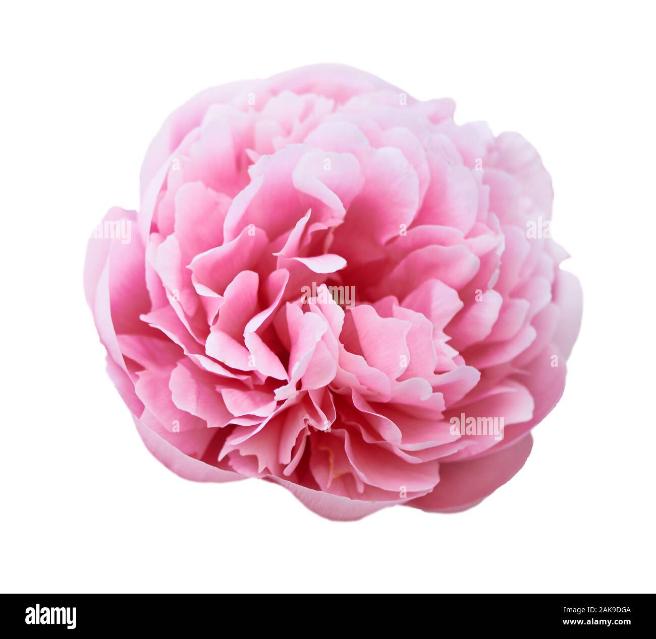 Splendida peonia fiore su sfondo bianco. Fiore rosa isolato. Foto Stock