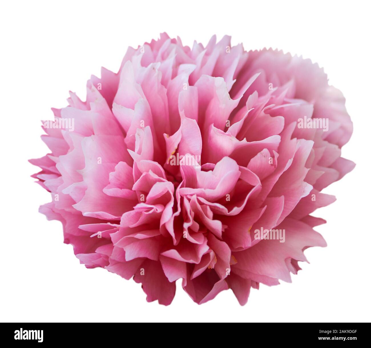 Splendida peonia fiore su sfondo bianco. Fiore rosa isolato. Foto Stock