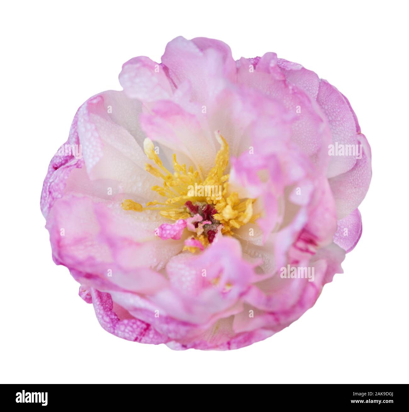 Splendida peonia fiore su sfondo bianco. Fiore rosa isolato. Foto Stock