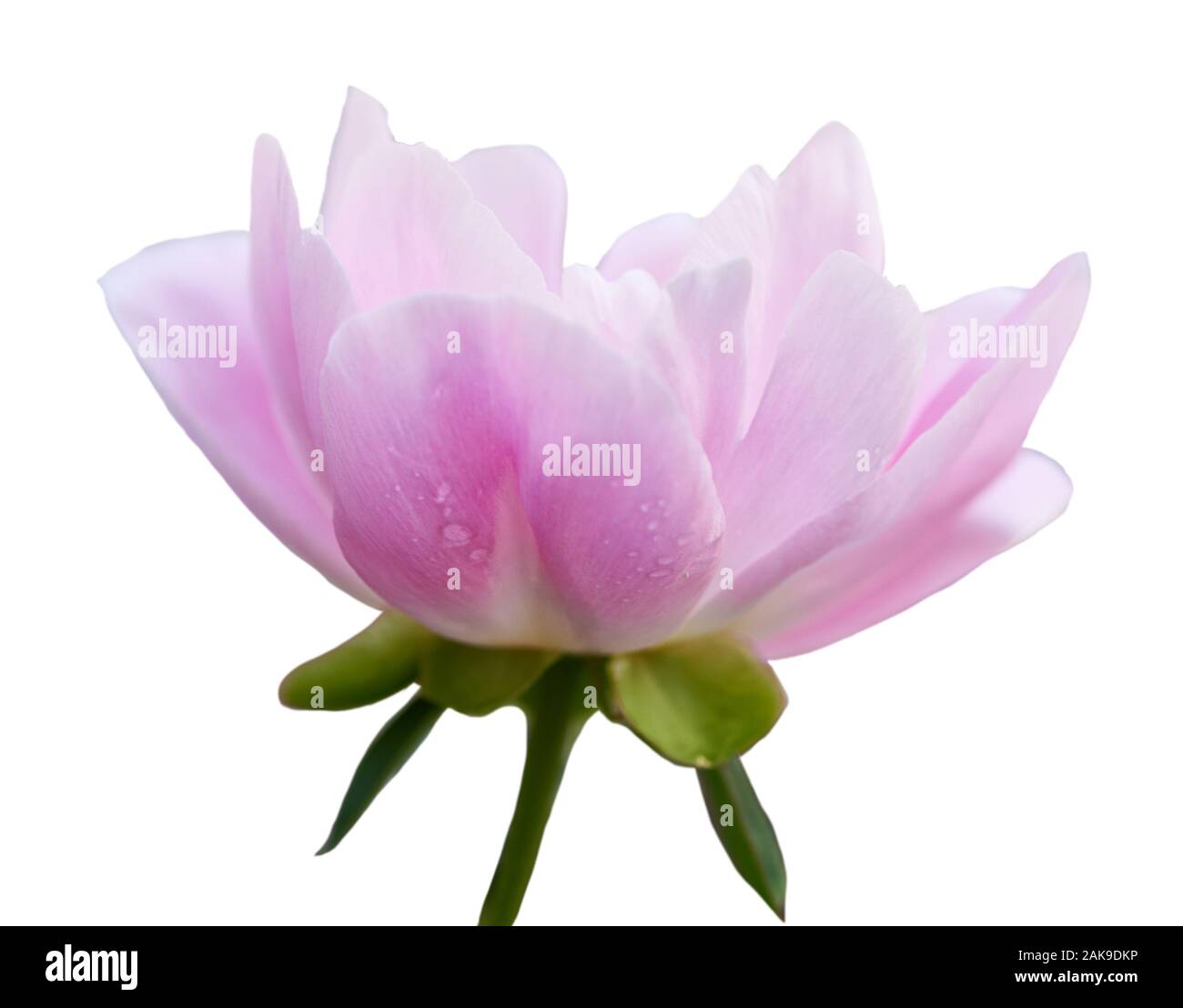 Splendida peonia fiore su sfondo bianco. Fiore rosa isolato. Foto Stock