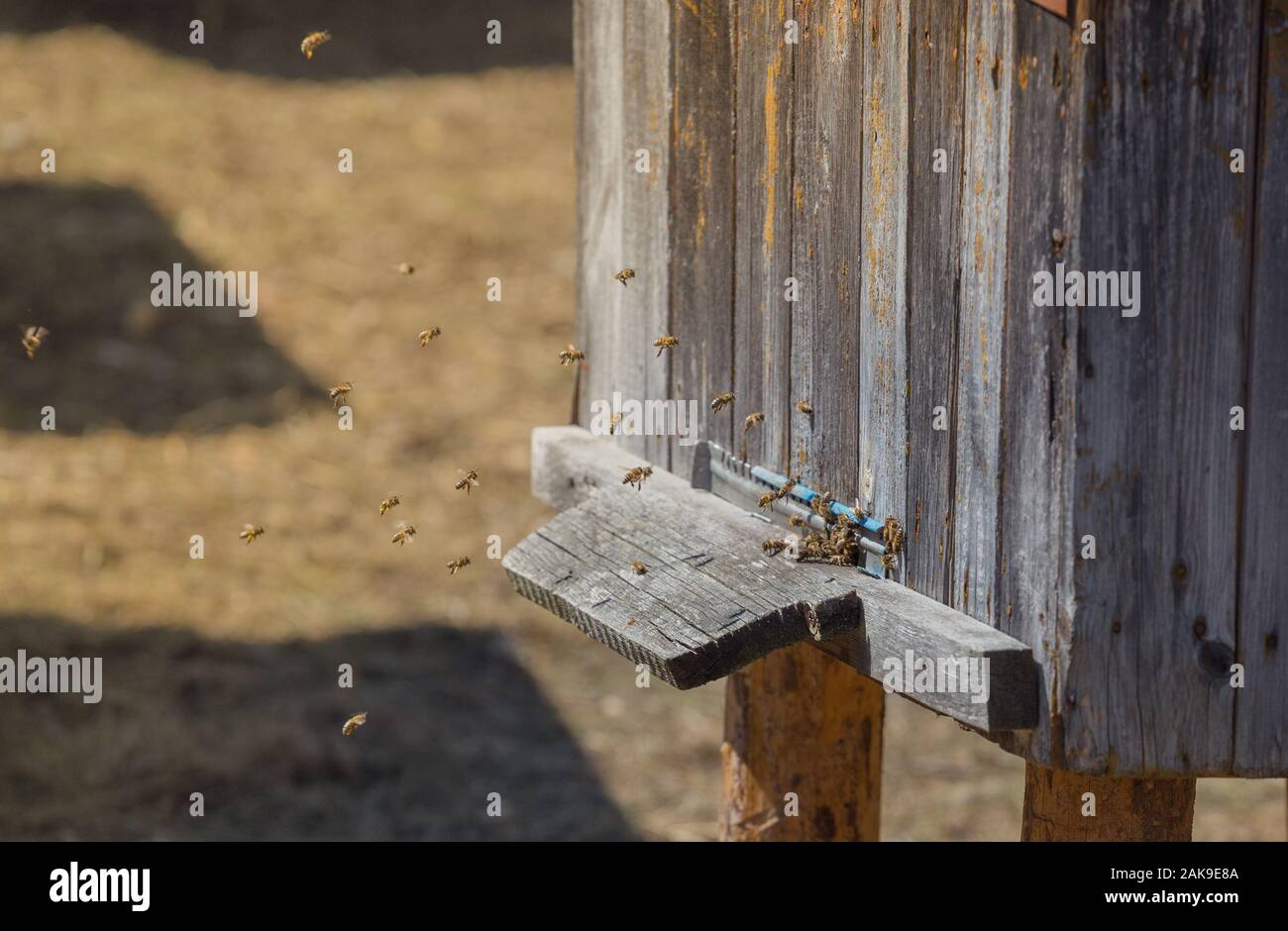 Uno sciame di api lavorare nell'alveare. Natura selvaggia gruppo insetto. Bee case Ucraina occidentale. Foto Stock
