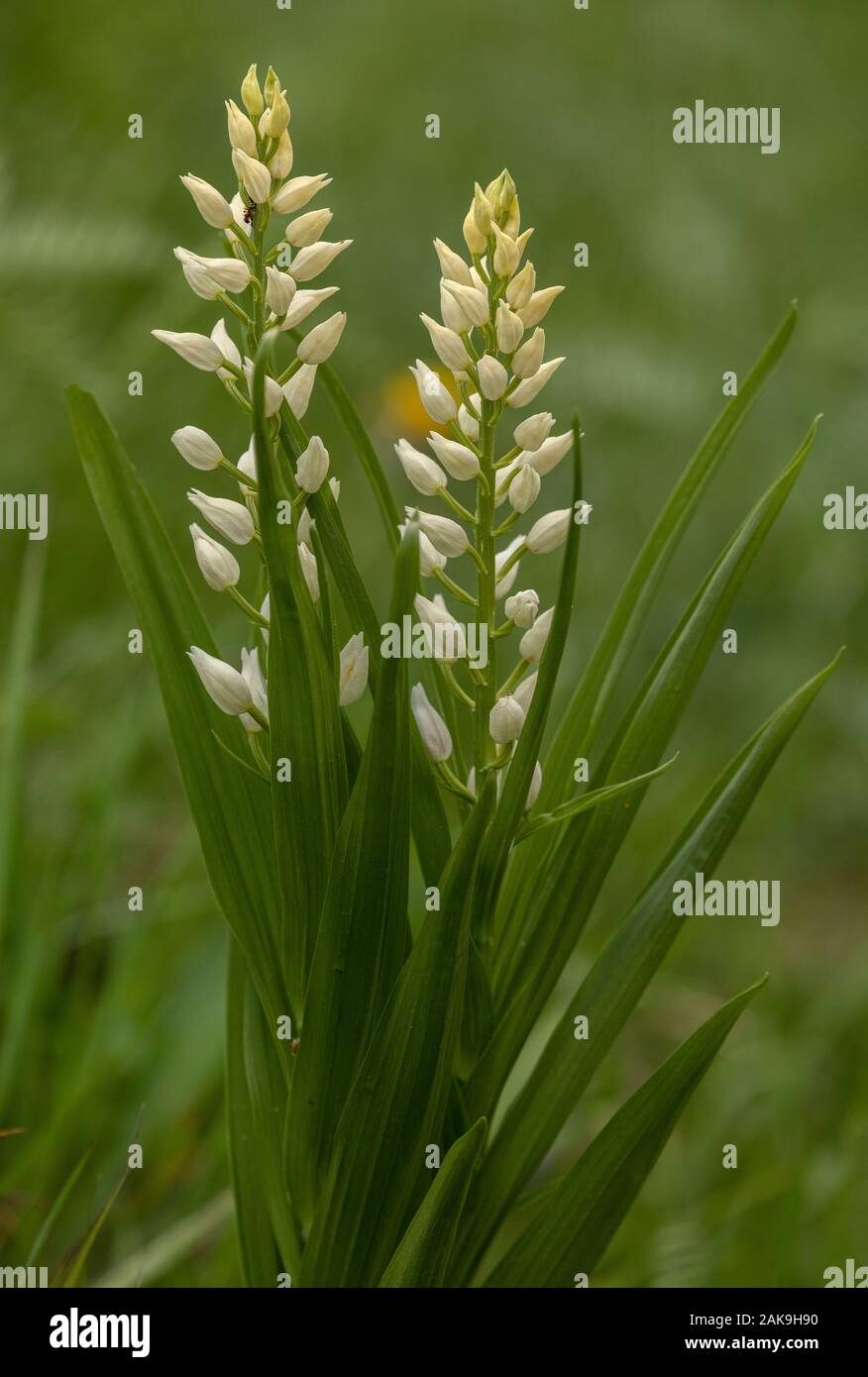 Spada-lasciava Helleborine, Cephalanthera longifolia, in fiore nel bosco aperto. Foto Stock