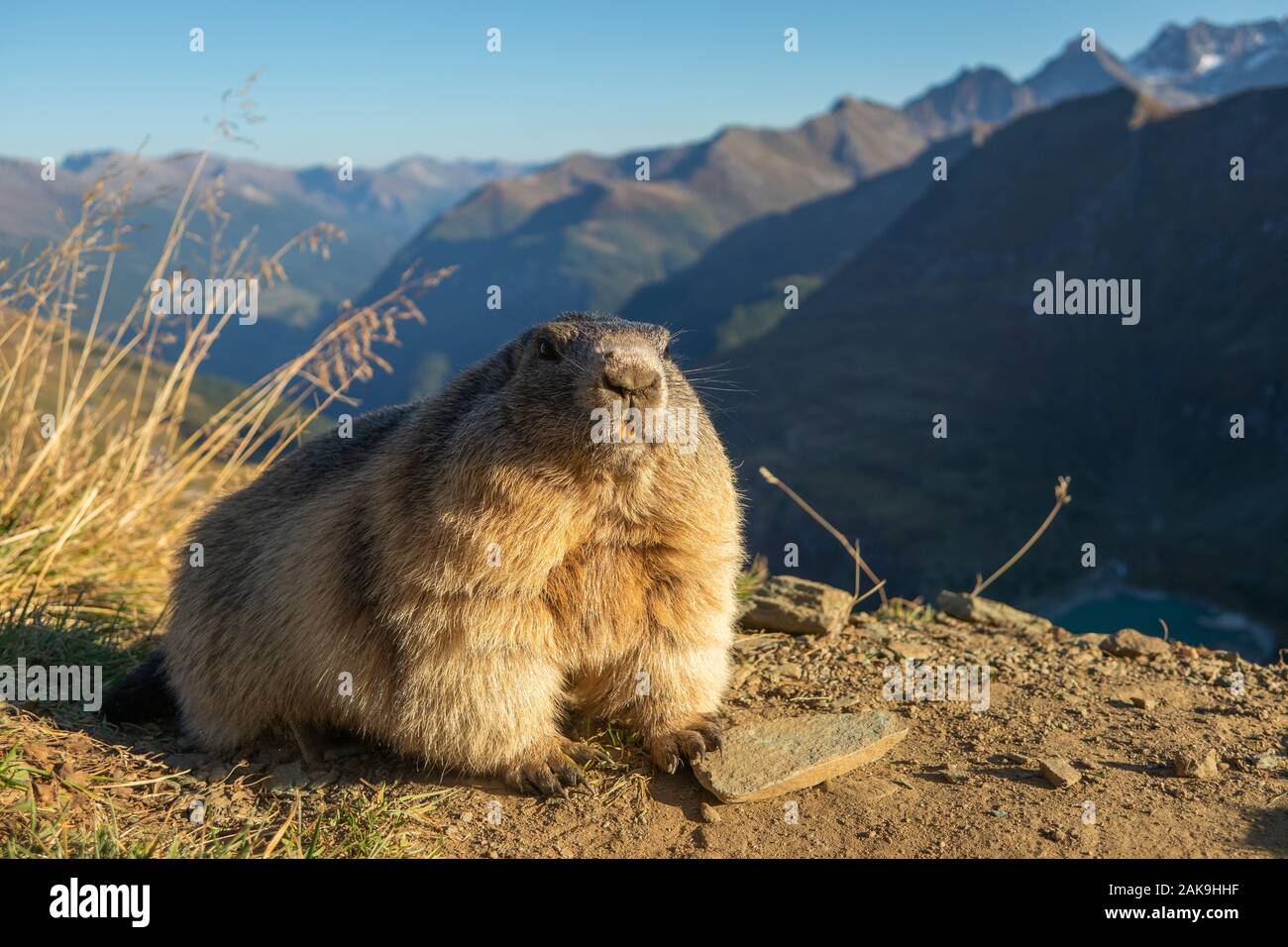 La marmotta delle Alpi. Marmota marmota. Glocknergruppe gruppo montuoso. La fauna alpina. Alpi austriache. Foto Stock