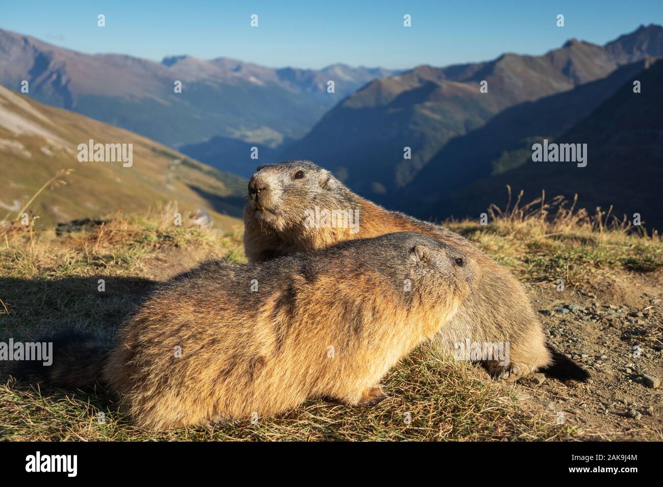 Due marmotte delle Alpi. Marmota marmota. Glocknergruppe gruppo montuoso. La fauna alpina. Alpi austriache. Foto Stock