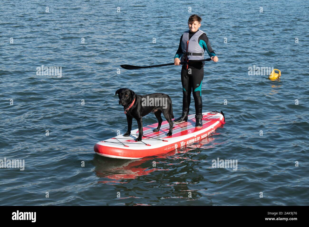 Paddle boarding giovanile con labrador nero sull'estuario di Teignmouth, Devon UK Foto Stock