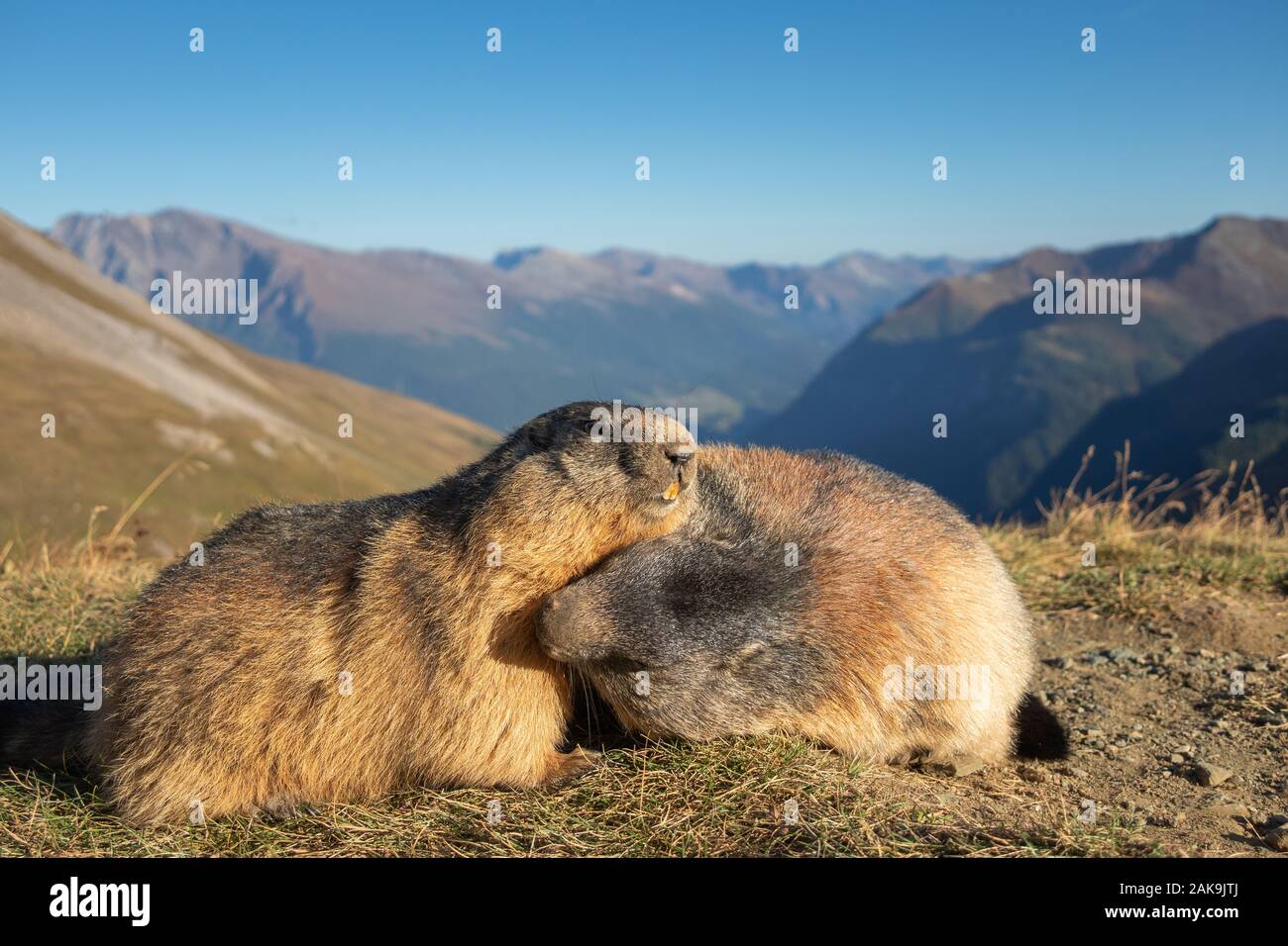 Due marmotte delle Alpi. Marmota marmota. Glocknergruppe gruppo montuoso. La fauna alpina. Alpi austriache. Foto Stock