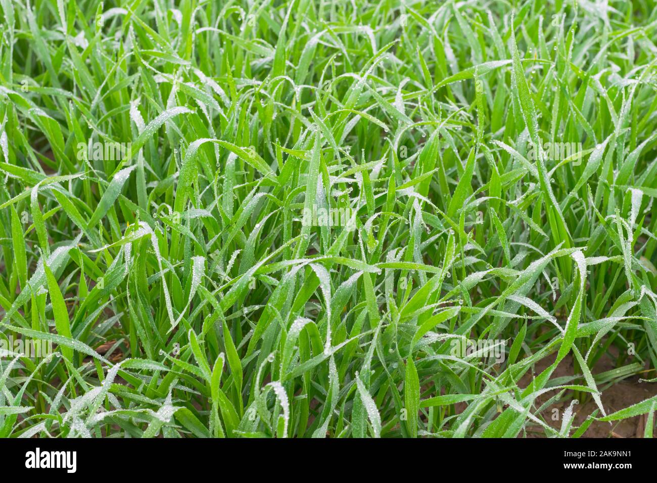 Macro shot di fresco verde erba di frumento con gocce di rugiada, punjab,pakistan.gocce di pioggia su erba di frumento. Foto Stock