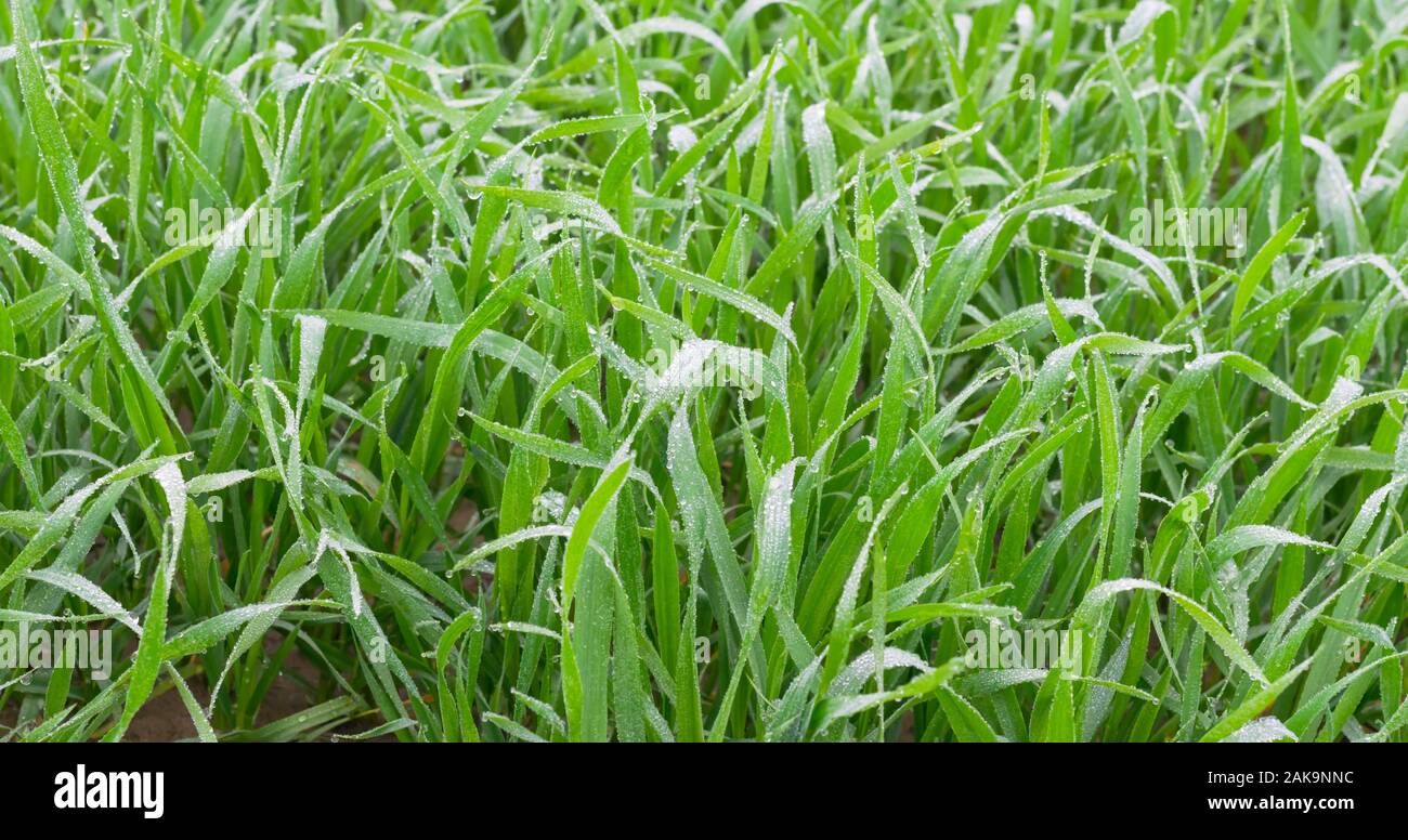 Macro shot di fresco verde erba di frumento con gocce di rugiada, punjab,pakistan.gocce di pioggia su erba di frumento. Foto Stock