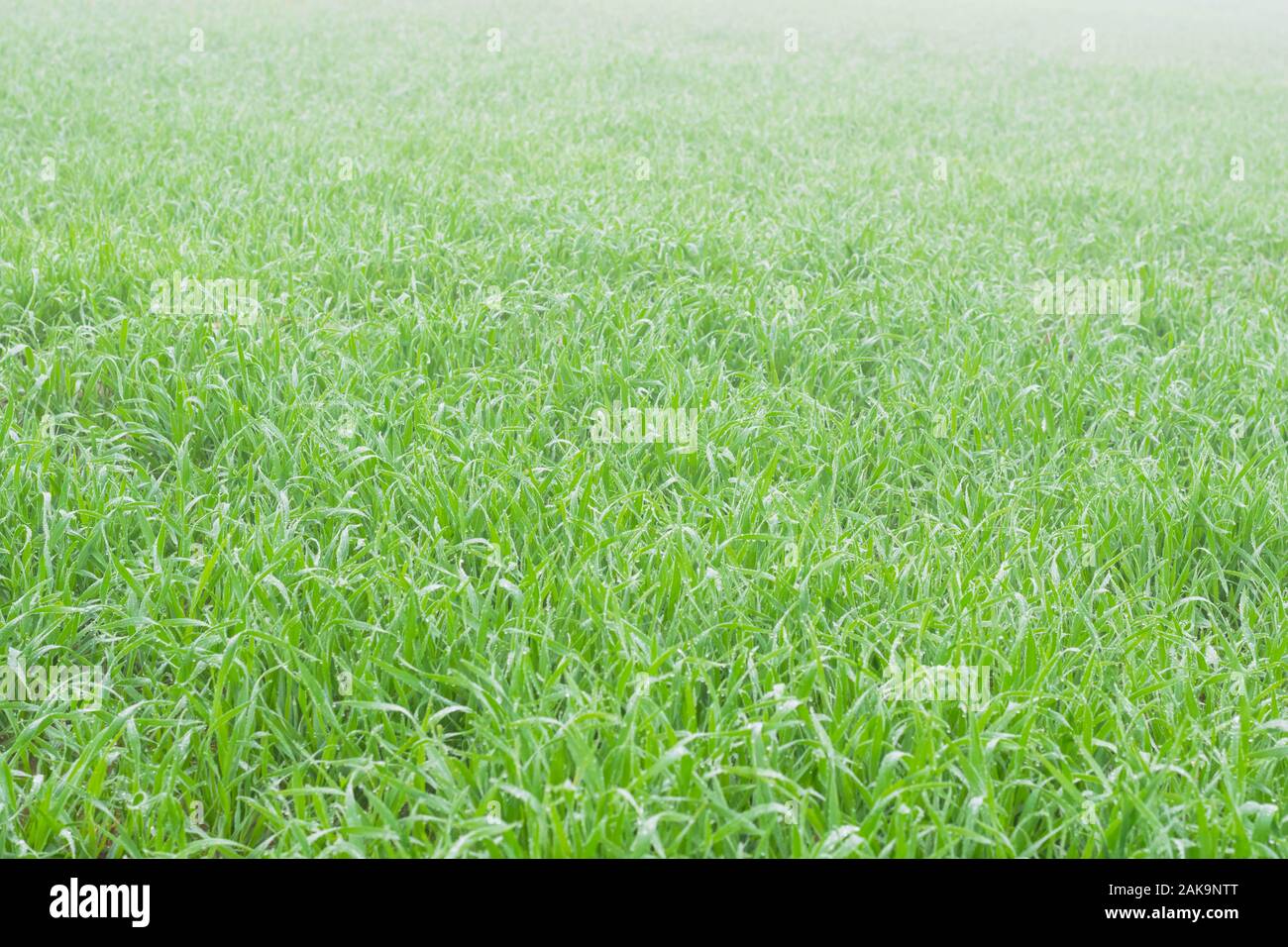Macro shot di fresco verde erba di frumento con gocce di rugiada, punjab,pakistan.gocce di pioggia su erba di frumento nella stagione di nebbia. Foto Stock