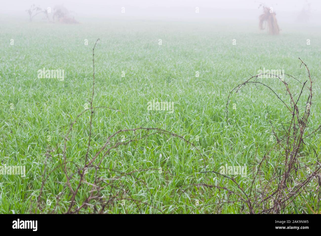 Macro shot di fresco verde erba di frumento con gocce di rugiada, punjab,pakistan.gocce di pioggia su erba di frumento nella stagione di nebbia. Foto Stock