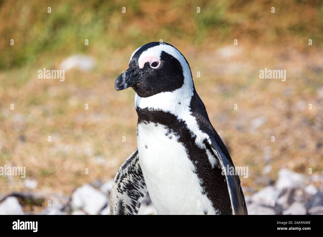 In prossimità di un pinguino africano (Spheniscus demersus), Betty's Bay, Sud Africa Foto Stock