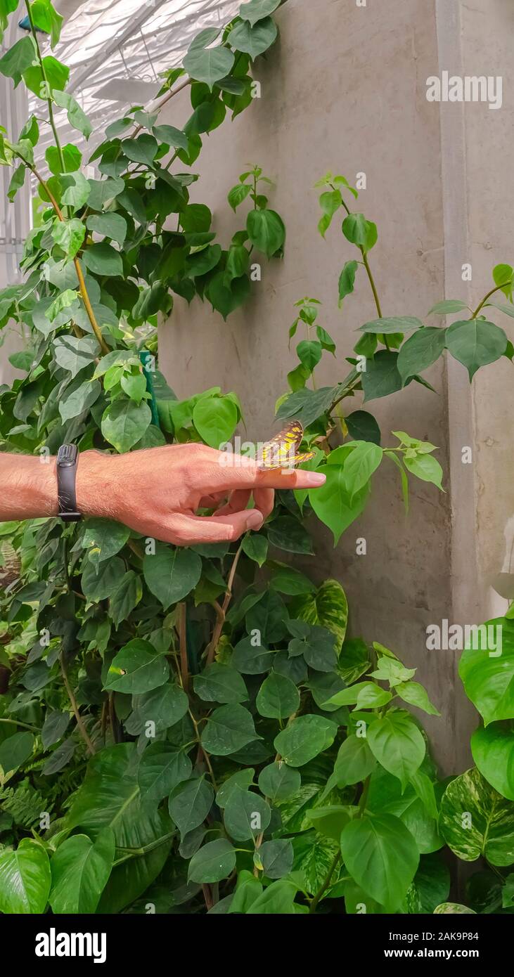 Telaio verticale Butterfly sul dito di un uomo contro piante verdi e la parete della serra Foto Stock
