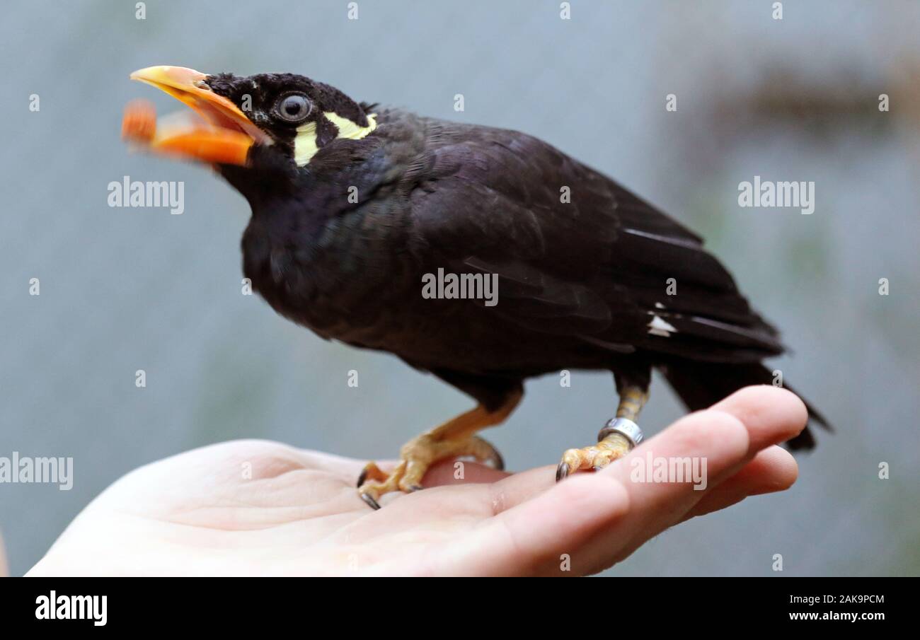 08 gennaio 2020, Meclemburgo-Pomerania, Marlow: nel parco degli uccelli la Beo 'Bea" si siede sulla mano del detentore di animali Janko Höfling e si lascia alimentato. L'uccello che appartiene alla famiglia di starling ed è principalmente a casa in Asia, sarà poi coronato Zoo animale dell'anno 2020 in occasione di un evento nel parco degli uccelli. Bea di popolazione in Asia è notevolmente diminuita negli ultimi anni e alcune specie sono in via di estinzione, la Zoological Society per la specie e la conservazione della popolazione (ZGAP) ha spiegato la decisione. Foto: Bernd Wüstneck/dpa-Zentralbild/dpa Foto Stock