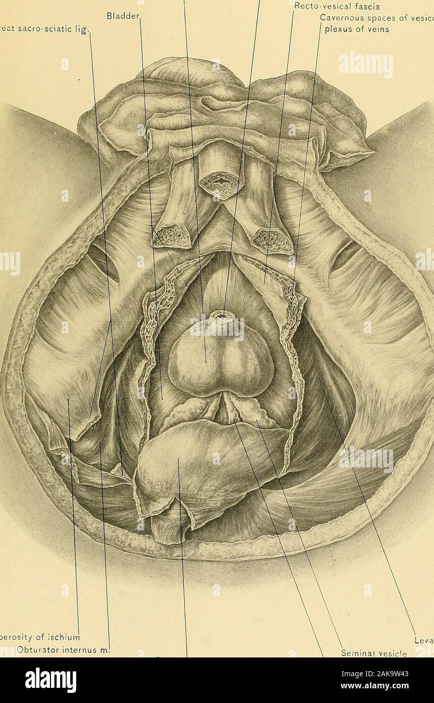 Muscolo otturatore esterno immagini e fotografie stock ad alta