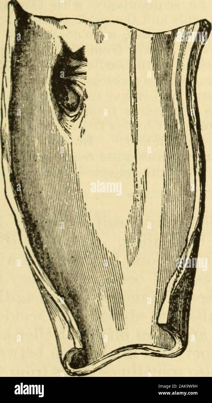 capocorda - Wikizionario