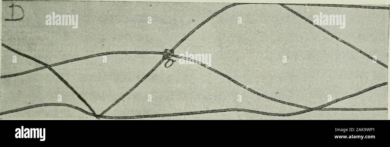 Alfabeto du piégeage . Fig. C. jonction, le plus favorevole piég au-eag^e est toujours leplus rapproché du Terrier, à stato Quil nen soitpas trop rapproché en terrain nu. 2° Si le réseau comporte une jonction sur pointculminant ONU (Fig.-. D, punto 0) ou sur la banque dun. Fig. D. fossé, souvenez-vous que cest le point dobservation quene négligera pas de fréquenter lanimal avant sa sortieen plaine. Souvent enfin, sulle donne intentionnellement connais-sance dun ostacolo à lanimal pour le forzatore à abbandonare- 140 ALPHABET DU PIEf.EAGE ner les liantées coulées et à reprendre une vieille couléeoù latt Foto Stock
