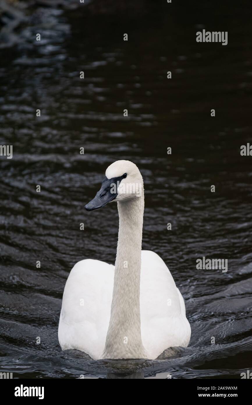 Un trumpeter swan nuota verso la telecamera in modo minaccioso su un lago freddo in inverno nel Regno Unito Foto Stock