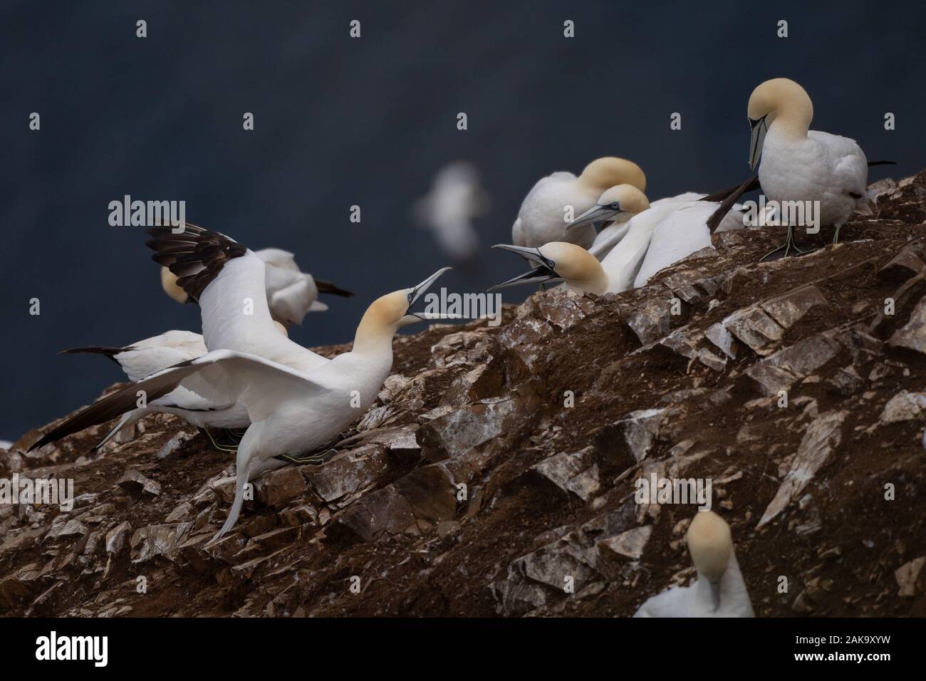 Coppia di sule combattimenti con becchi aperti in corrispondenza della testa di Troup Riserva Naturale colonia, Aberdeenshire, Scotland, Regno Unito Foto Stock