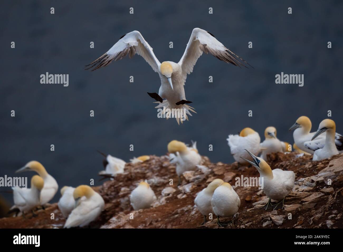 Northern gannet battenti e arrivando in terra come mate guarda fino a salutare in Troup Capo Riserva Naturale colonia, Aberdeenshire, Scotland, Regno Unito Foto Stock