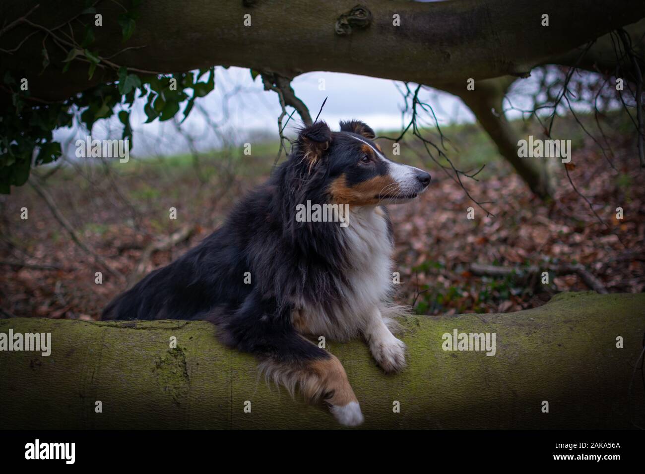 Sheltie sedette su un tronco Foto Stock