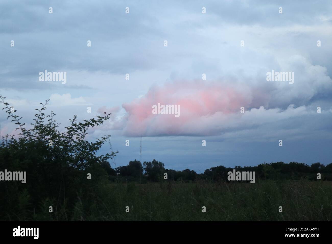 splendida nuvola di cielo rosa sopra la foresta Foto Stock