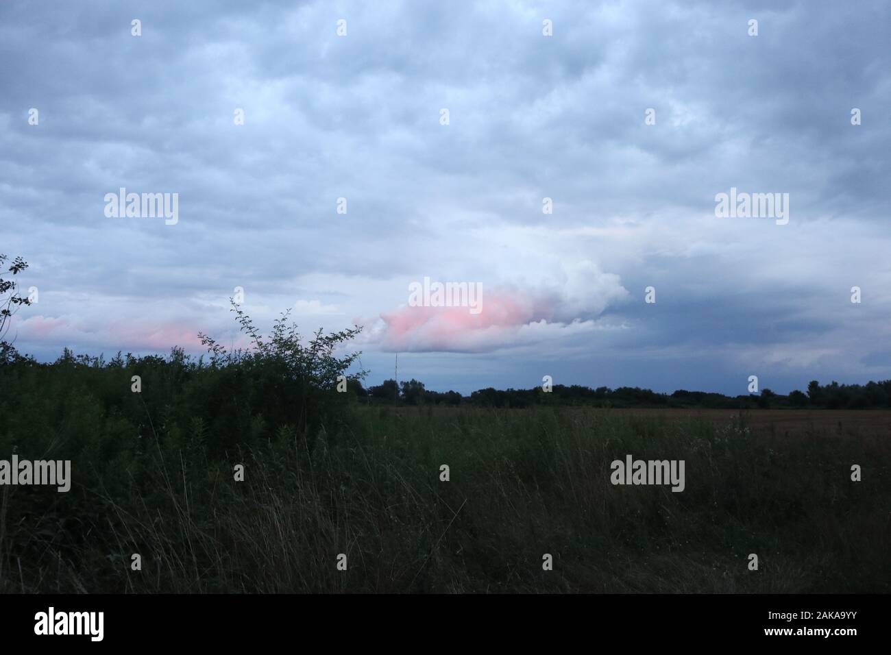 splendida nuvola di cielo rosa sopra la foresta Foto Stock