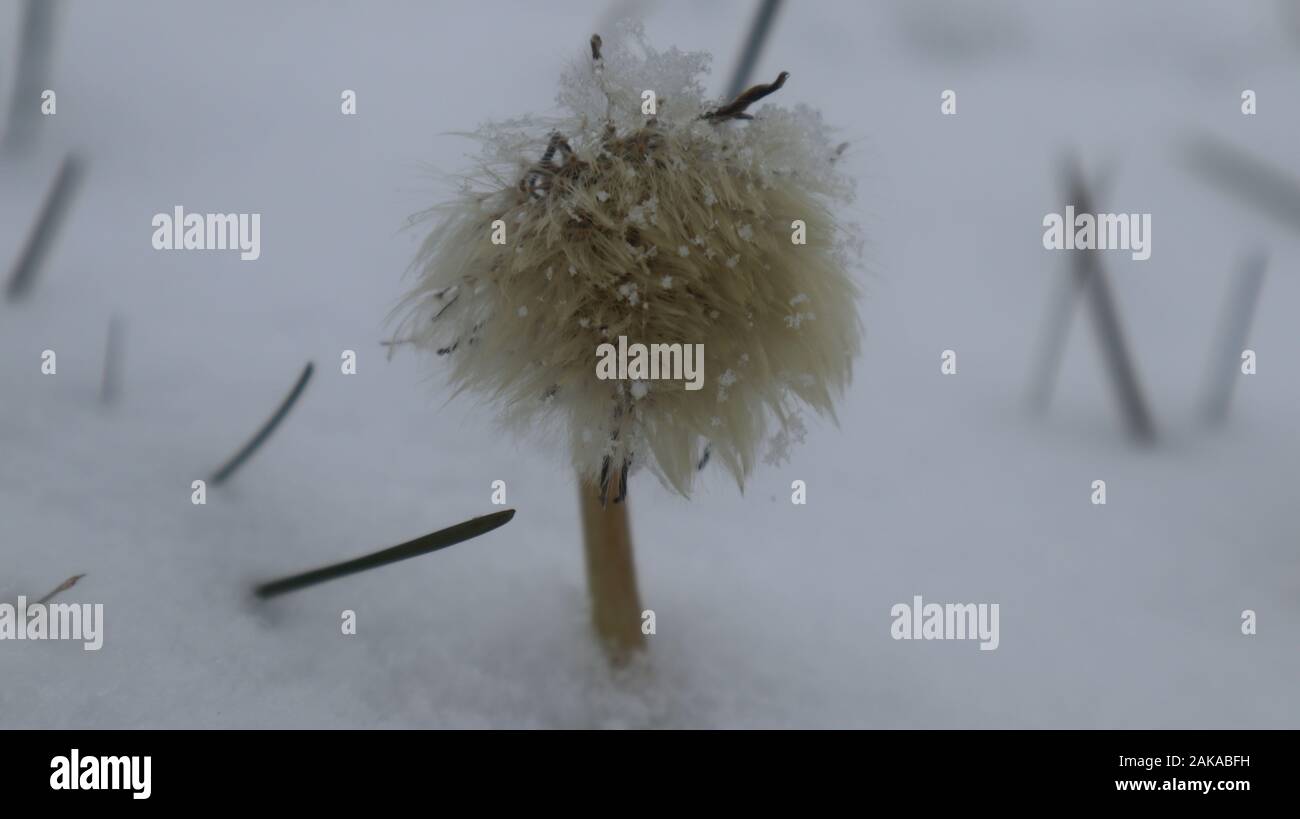 Fantastici colpi freddi invernali nel campo di campagna, bella neve e bel fiore Foto Stock