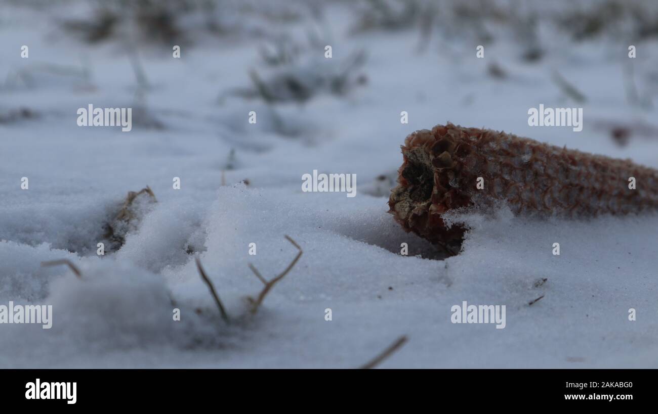 Fantastici colpi freddi invernali nel campo di campagna, neve bellissima e mais bello Foto Stock