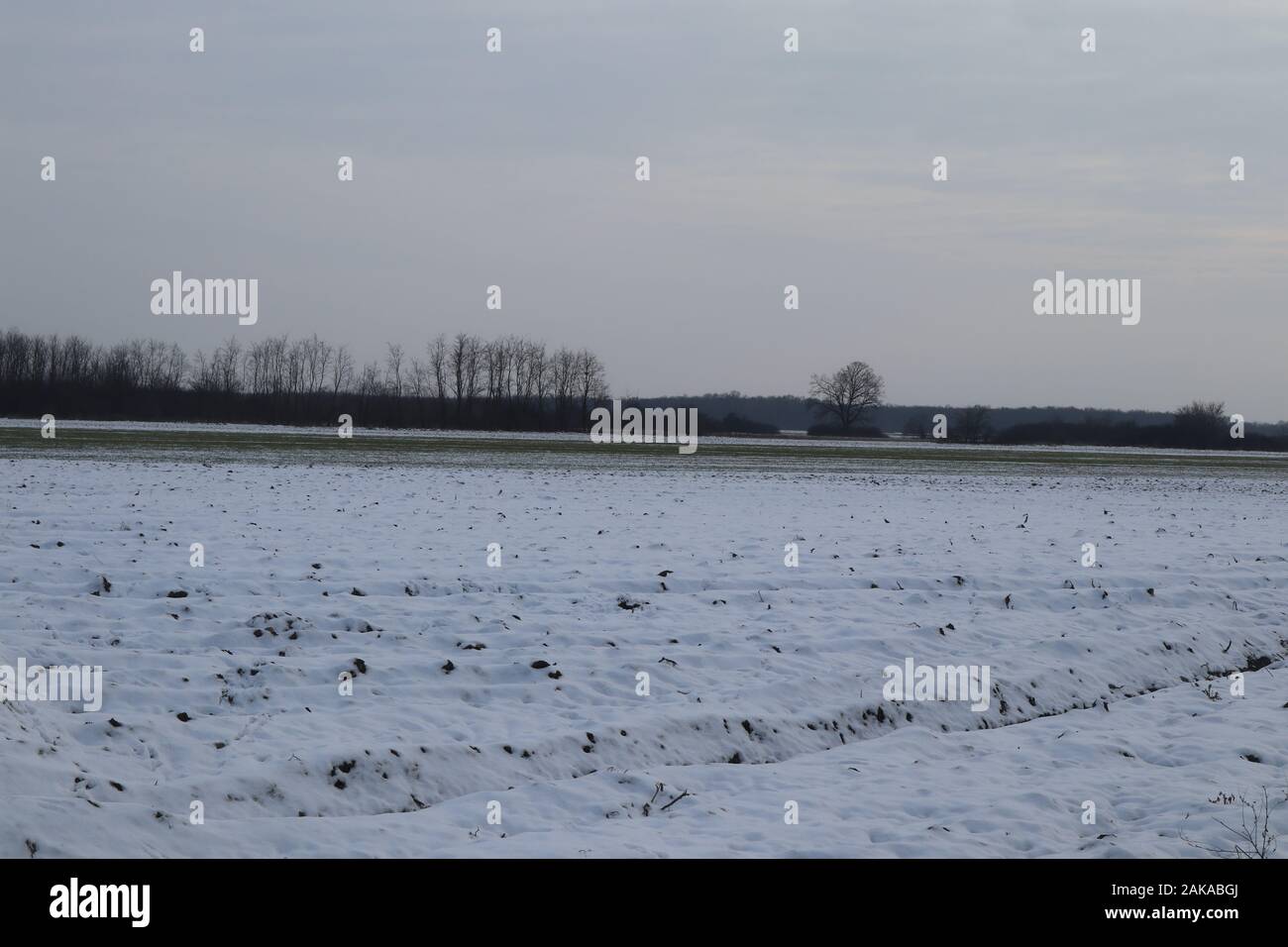 Incredibili colpi freddi invernali nel campo di campagna, bella neve e bel cielo nuvoloso Foto Stock