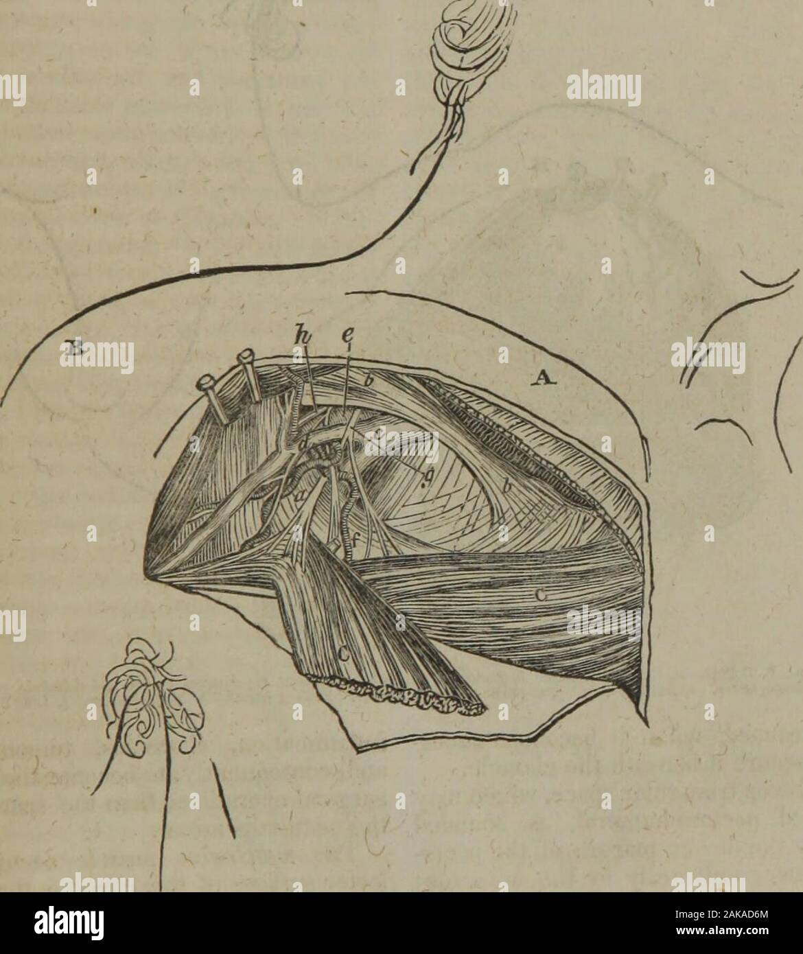 Saggi sulla medicina pratica e chirurgia (Volume 2) . rilassata; eil potenza che essa esercita sull'omero,tende a spostare i frammenti quando ilperno di osso che è rotto. La rela-zioni di questo muscolo con il deep-seatedcellular tessuto dell'ascella dargli greatimportance in vaste collezioni ofmatter prendendo posto al di sotto della sua superficie. Il pus è impedito da pointingat la superficie, ed è di conseguenza drivenprofoundly tra le profonde parti,produzione scavando ascessi, - o ittravels attraverso il allentato il tessuto cellulare,verso il braccio-pit e punti in thatsituation. W Foto Stock