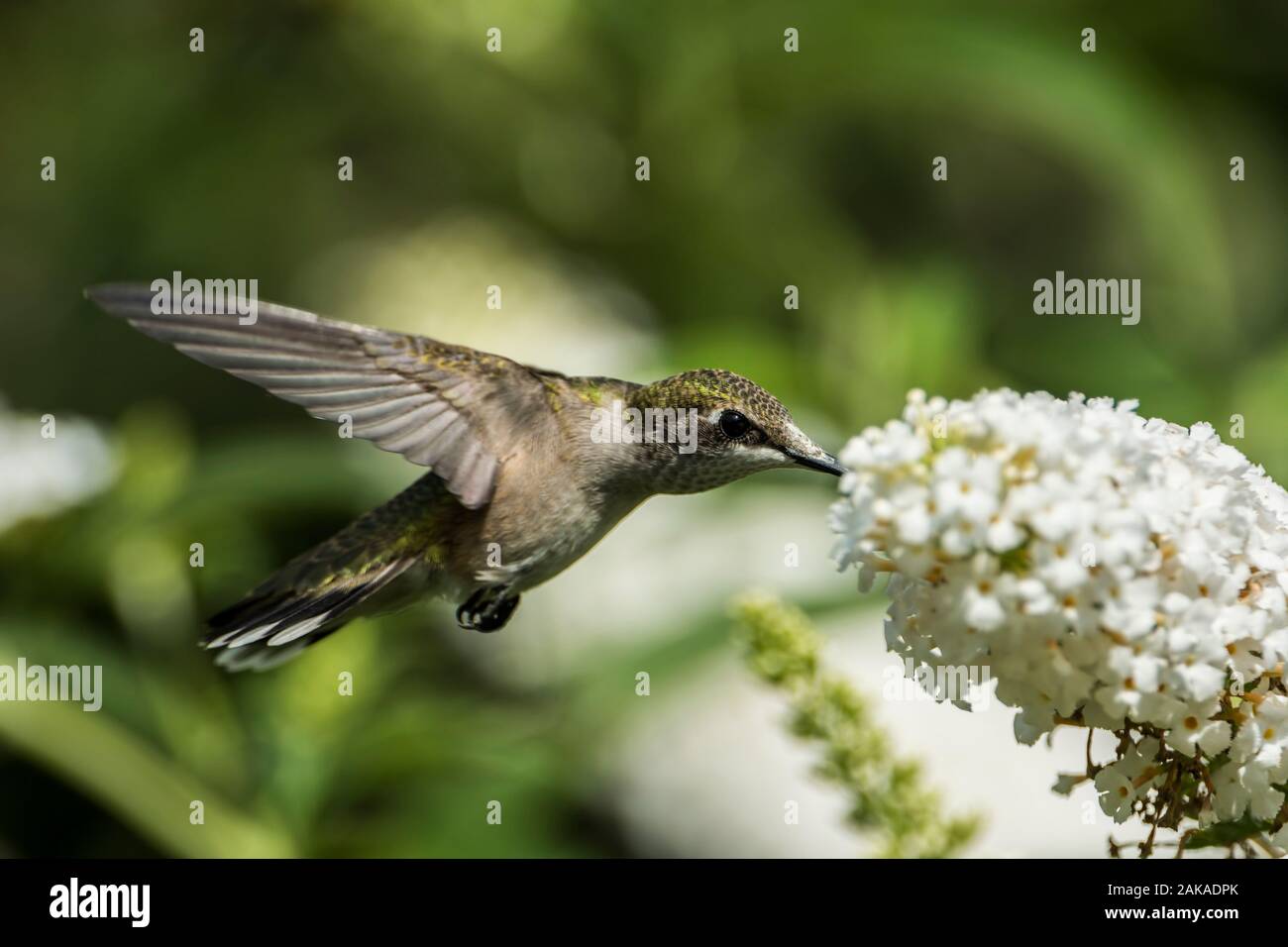 Humming sensazione di uccello sui fiori Foto Stock