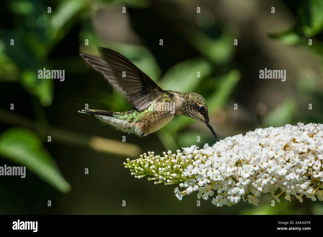 Humming sensazione di uccello sui fiori Foto Stock