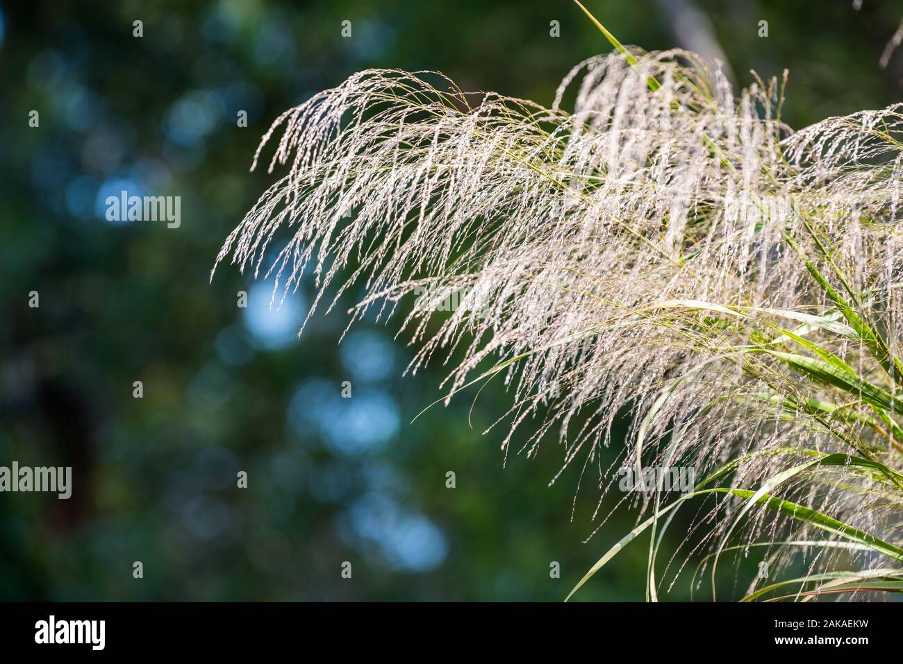 Fiori di Phragmites Communis (Lu) Gen Phragmites communis, o Phragmites australis, un impressionante erbe Cinesi con alta cibo e medicinali di valore. Foto Stock