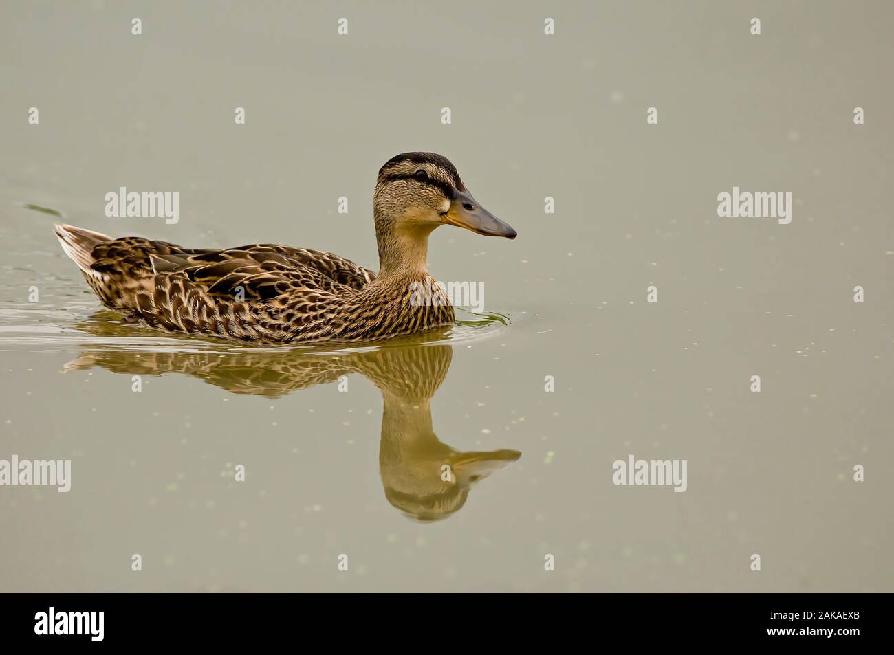 Mallard Duck in acqua. Foto Stock