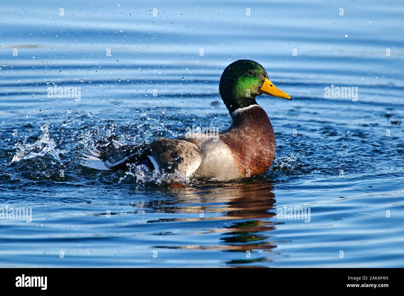 Mallard Duck Spruzzi D'Acqua Foto Stock