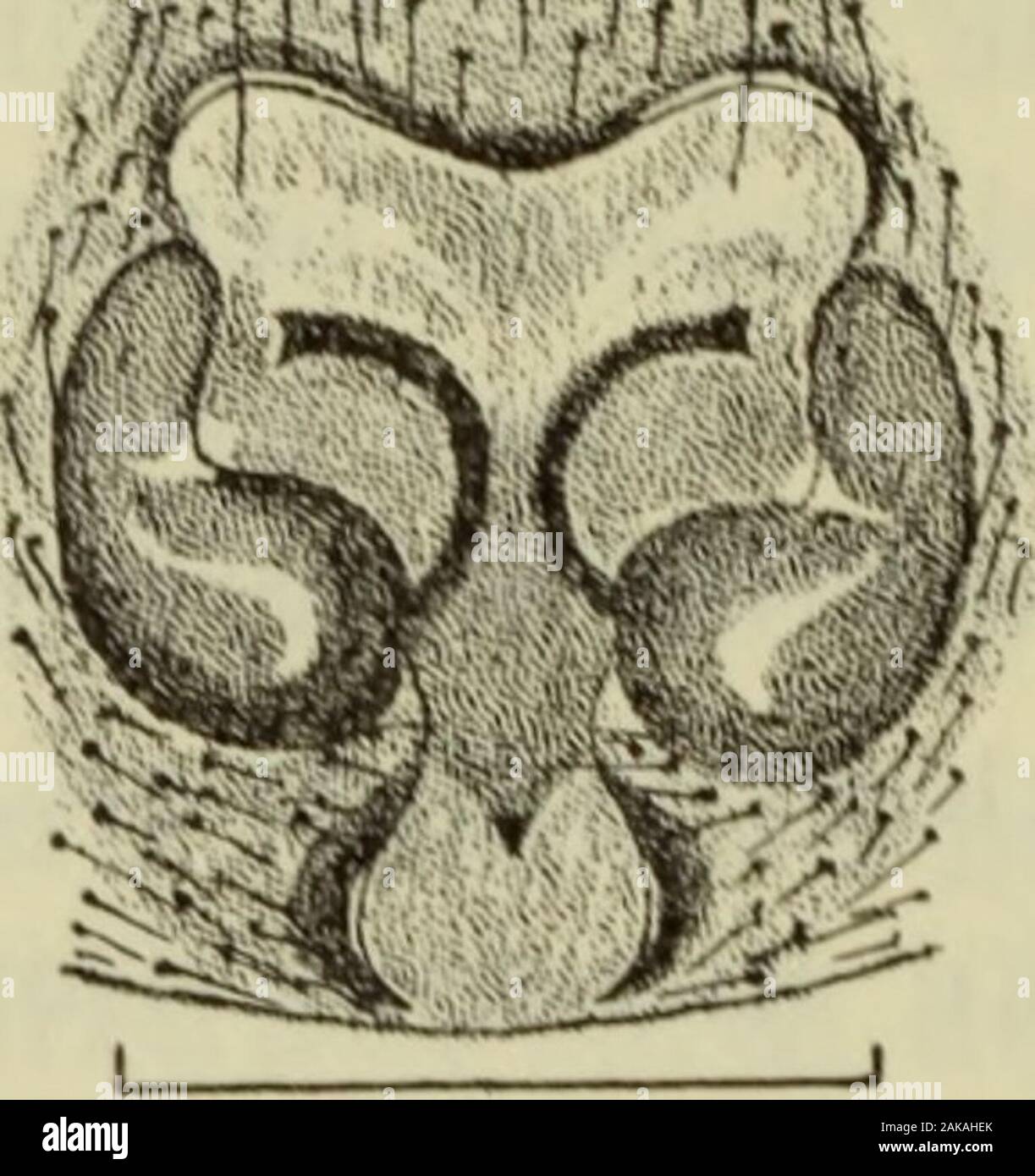 Danmarks fauna; illustrerede haandbøger su den danske dyreverden.. . Med mellemrum små. På 1. og 2. benpar derscopula er både på tarser og metatarser i deres fuldelaengde, uomini på 3. og 4. benpar kun på tarserne. Deres aegkokon er omvendt grydeformet med ud-adrettet rand og lukket af et fladt låg, faestet til ri-traetens vaeg. Fra Danmark kendes 3 arter. Oversigt over arterne. 1. Er Lårene gule el. catalizzatore gulbrune 3. M. ful gen s (p. 144)Lårene er brune 2 2. Alle lår er mørkebrune 2. M. subopaca (p. 142). 1. og 2. lårpar er sortebrune, 3. og 4. med en dor- sal, brun laengdestribe .... 1. M. pulicaria Foto Stock