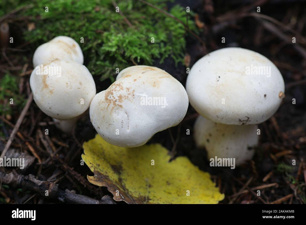 Tricholoma stiparophyllum, noto come cavaliere chimica o white knight, funghi dalla Finlandia Foto Stock