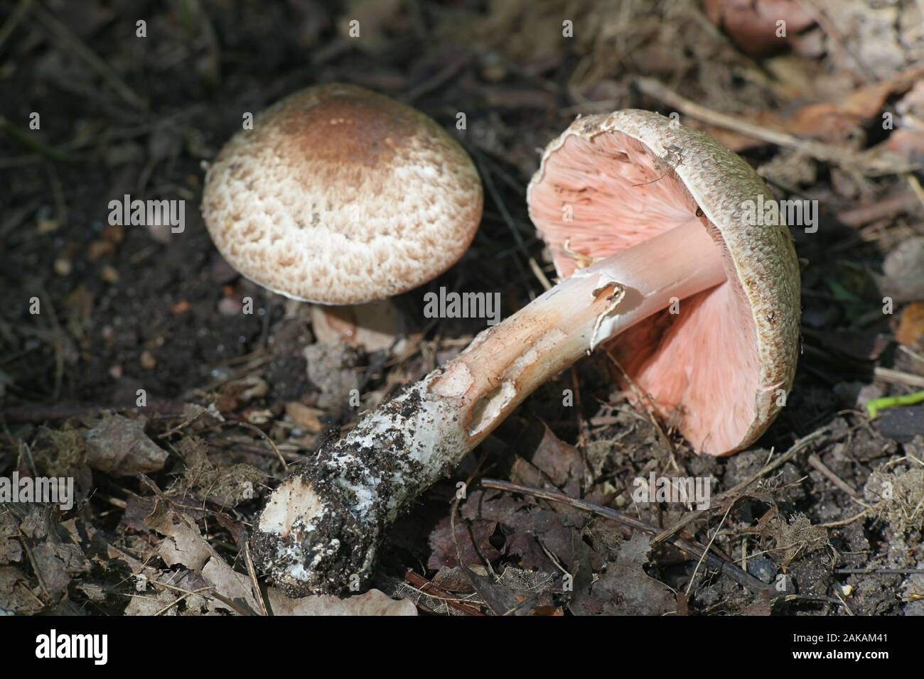 Agaricus langei, noto come legno squamosa fungo i funghi commestibili dalla Finlandia Foto Stock