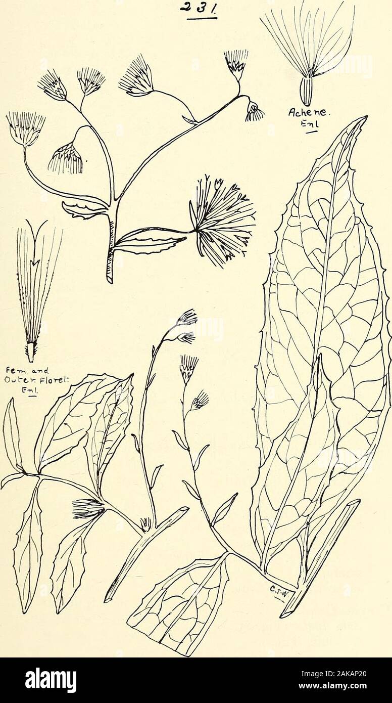 Catalogo completo del Queensland piante, entrambe le popolazioni indigene e naturalisedTo che sono aggiunti, se noto, aborigeni e altri nomi dialettali; con numerose illustrazioni e copiose note sulla proprietà, caratteristiche, &c., delle piante . 230. Brachycome basaltica, F. v. M. 232. CONYZA ^EGYPTIACA, Alt. LXV. Composito. 261 JJ/. 231. CONYZA ELATA, cauzione. 262 LXV. COMPOSTT7E. Olearia-continuazione. Sezione Eriotriche.ramulosa, Benth. var. microphylla, Benth. var. communis, Benth.subspicata, Benth.ramosissima, Benth.pimeleoides, Benth. Sezione Adenotriche. magniflora, F. v. M.elliptica, DC. Setta Foto Stock
