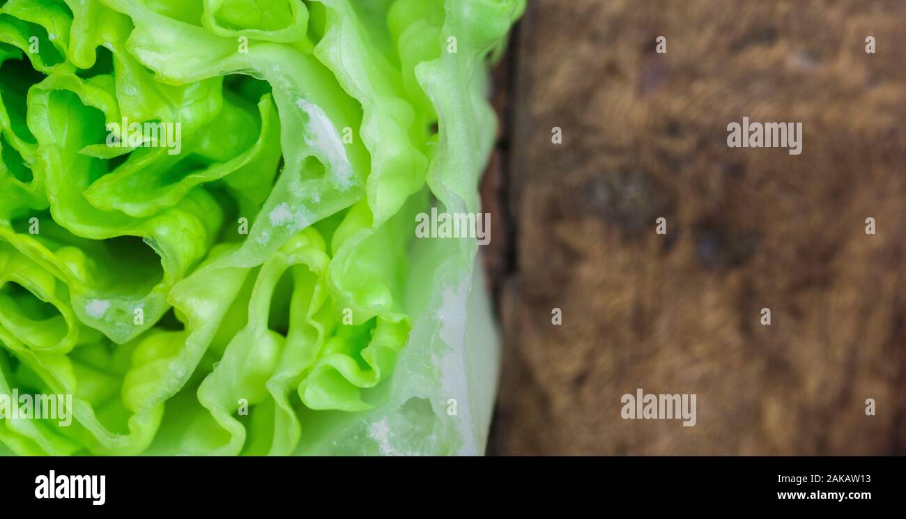 Close up insalata fresca verdura dopo aver lavato con acqua pulita e chiara. Fresco di quercia verde lattuga e quercia rossa lattuga in chiudere l'immagine. Lattuga romana su Foto Stock