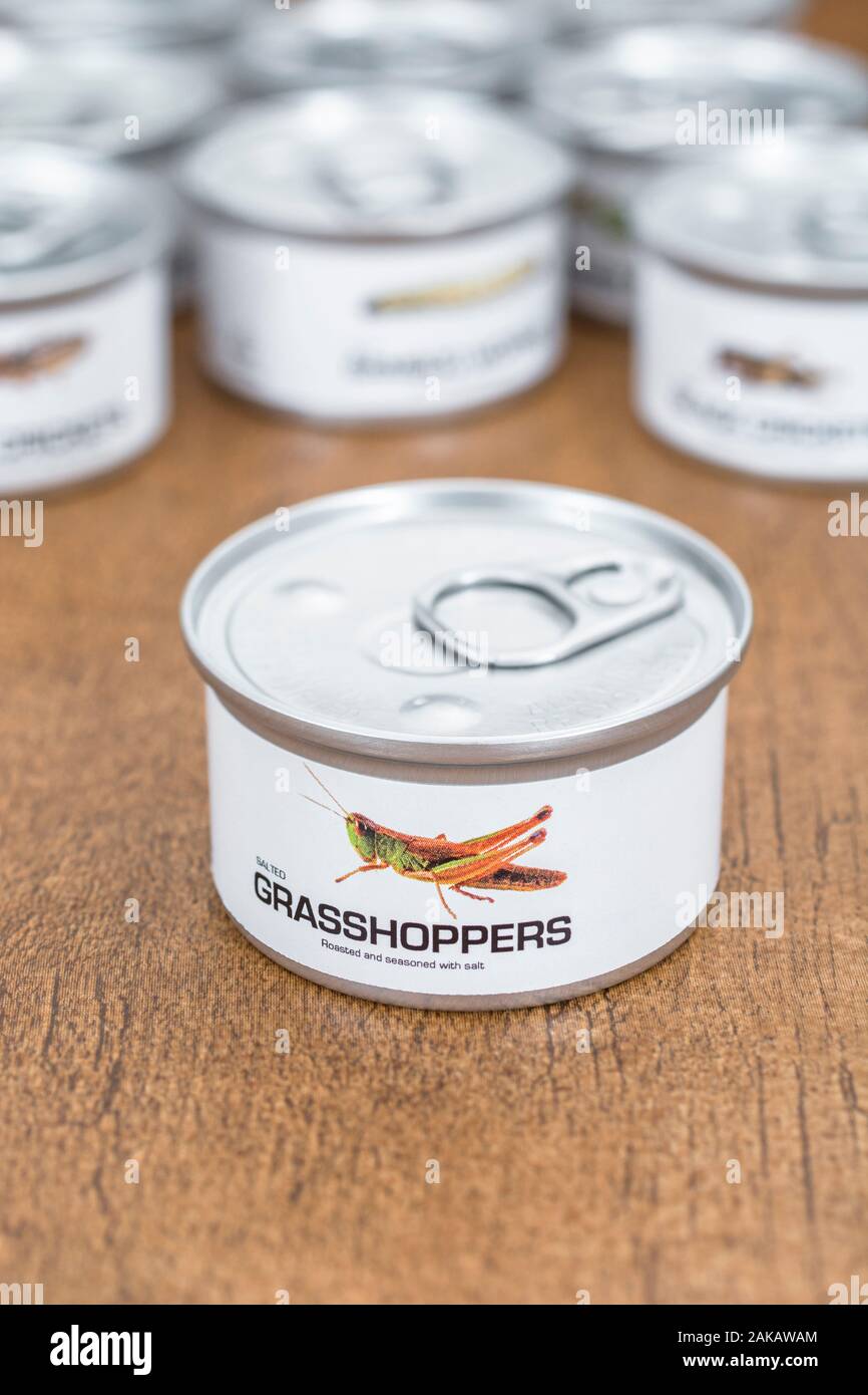 Lo stagno di insetti commestibili / Novità Prodotti alimentari - cavallette / Acrididae specie. Concetto di insetti come cibo umano, entomofagia, mangiando insetti insetti, bizzarro cibo Foto Stock