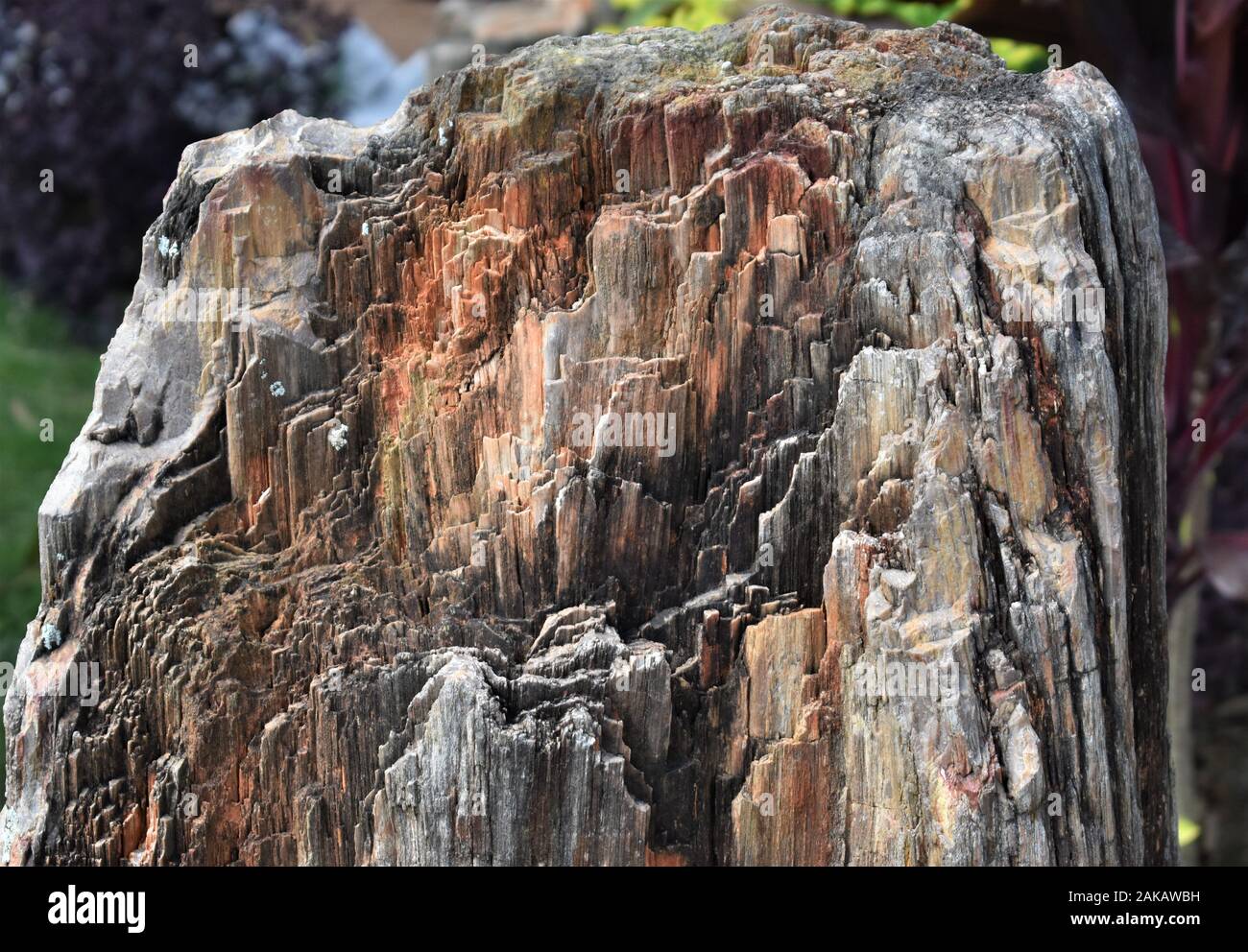 Legno pietrificato, del tronco di un albero trasformato in pietra come combustibili che mostra i vari strati sedimentari Foto Stock