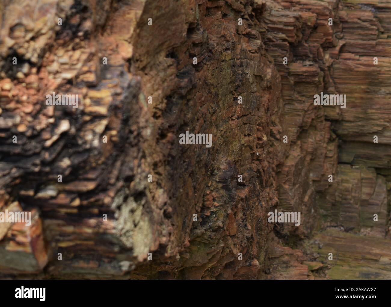 Legno pietrificato, del tronco di un albero trasformato in pietra come combustibili che mostra i vari strati sedimentari Foto Stock