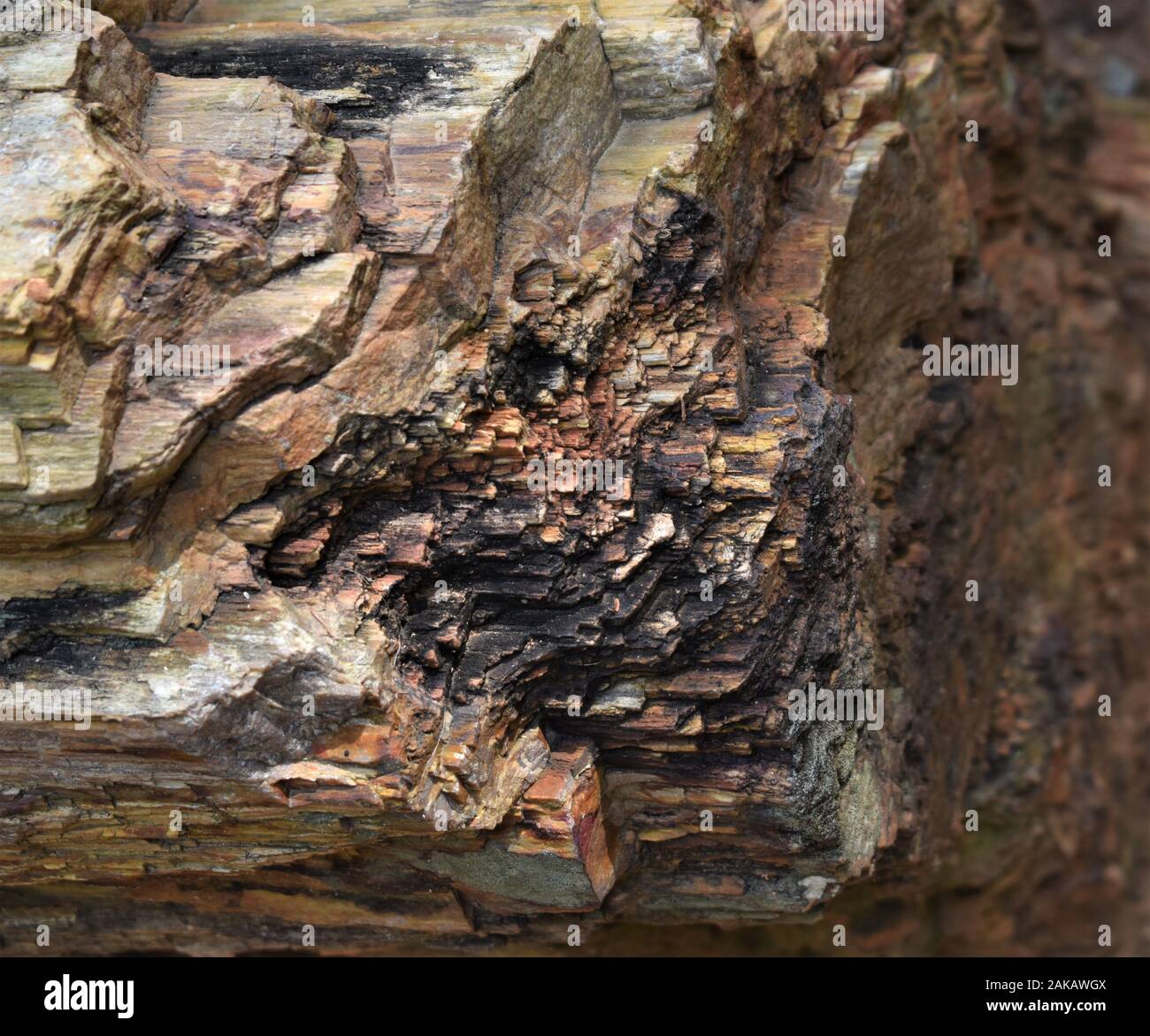 Legno pietrificato, del tronco di un albero trasformato in pietra come combustibili che mostra i vari strati sedimentari Foto Stock